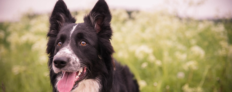 狗狗鼻子干怎么回事 狗鼻子干一定是生病吗