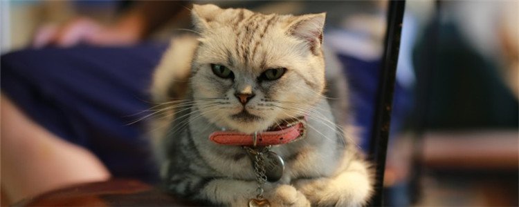 猫为什么会得猫口炎 猫口炎有什么特征