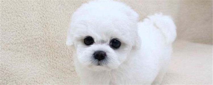 比熊和泰迪的区别 你喜欢比熊还是喜欢泰迪呢