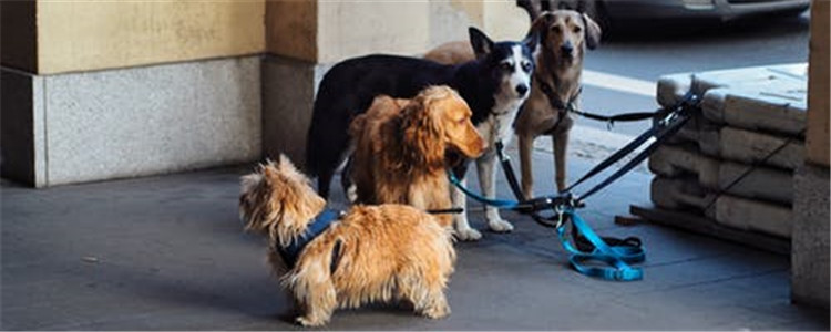 新手养什么品种的狗好 适合新手养的狗狗推荐