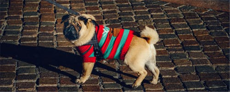 狗尿味如何去除 教你四招有效去除狗尿味