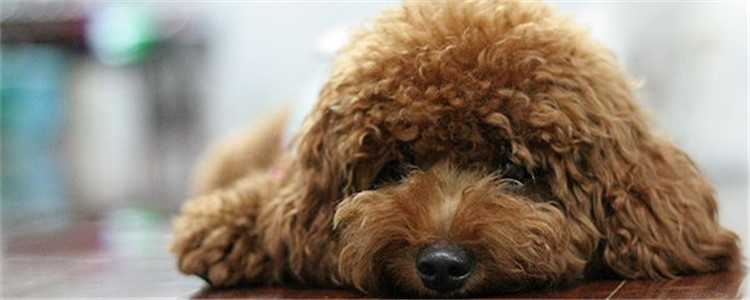 泰迪为什么会褪色 导致泰迪毛发褪色的原因有哪些