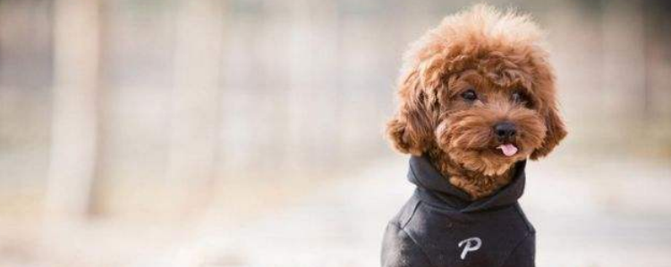 贵宾幼犬饮食注意事项 科学喂养狗狗