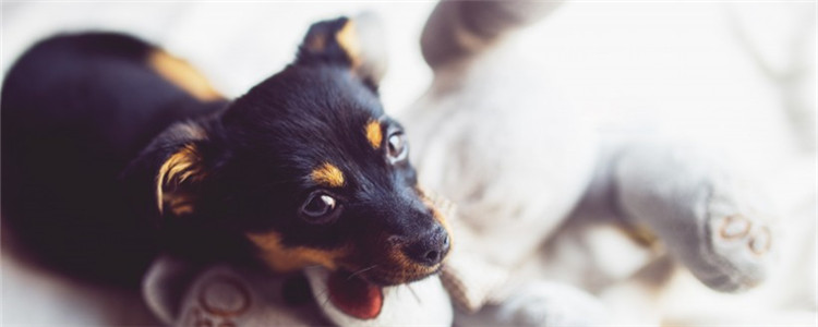 狗狗肛门腺多久挤一次 狗狗肛门腺要怎么挤