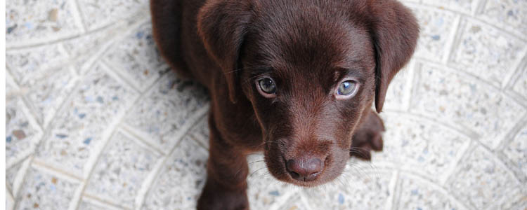 狗狗喜欢翻垃圾桶，竟然是因为这些不为人知的秘密