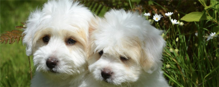 狗狗软便是为什么 狗狗软便的原因有哪些