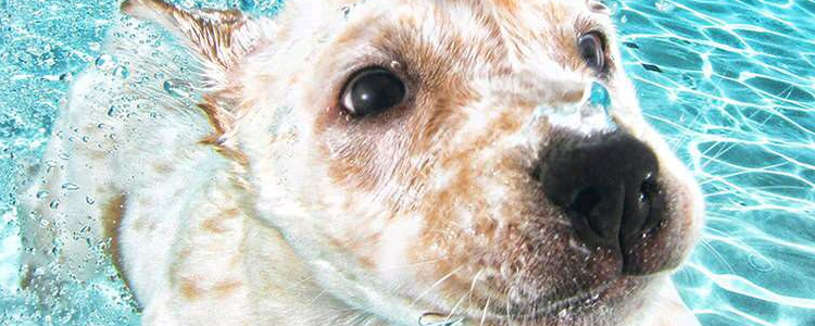 狗可以喝牛奶吗 狗狗还可以喝什么奶