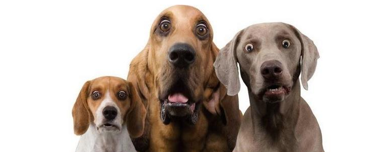 给狗狗喂零食有什么影响 狗狗吃多了零食有坏处吗