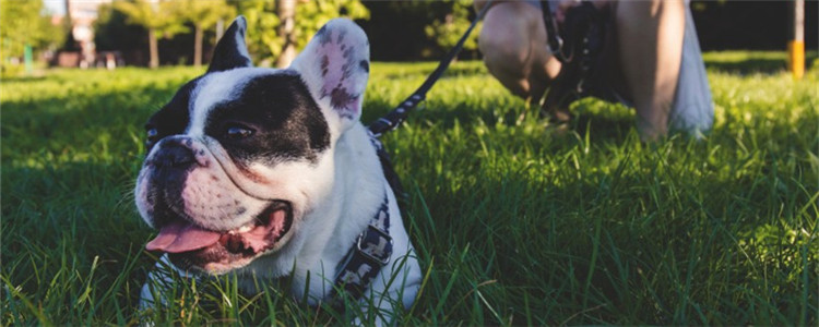 狗狗敏感部位有哪些 这些部位不要随便触碰