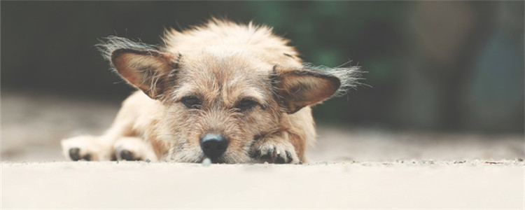 狗狗不能吃的水果有什么 这三种水果不要给狗狗吃