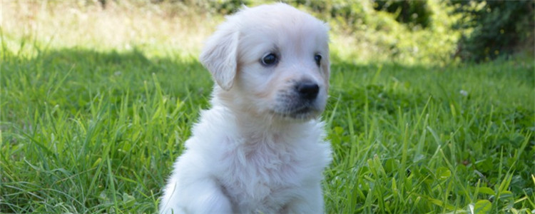 狗不能吃的三种食物 千万不要随手喂给狗狗食用