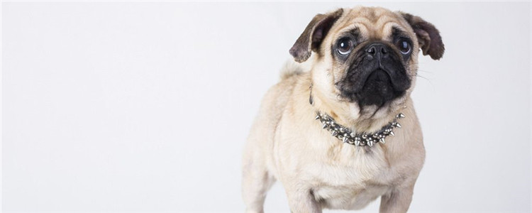 怎样挑选巴哥 看这四点就可以了