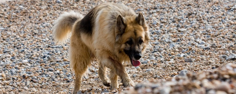 如何给狗修剪毛发 给狗修剪毛发的步骤是什么