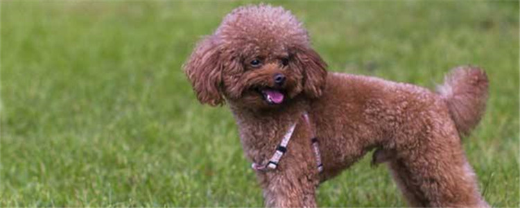 泰迪有虫什么症状 你有定期给狗狗驱虫吗