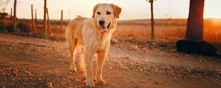 狗狗疼痛的表现 这些细节不要忽略