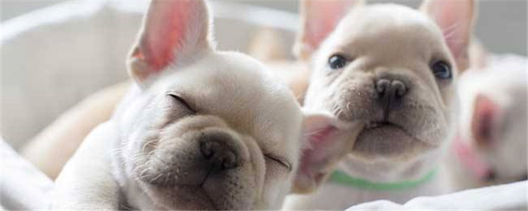 给法斗洗澡要注意什么 这四个部位不能轻易放过