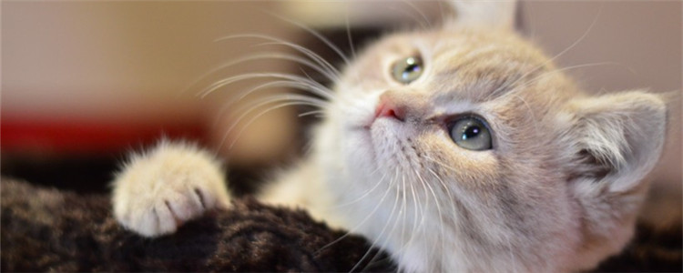 猫可食用的蔬菜 这四种蔬菜猫吃了有益无害