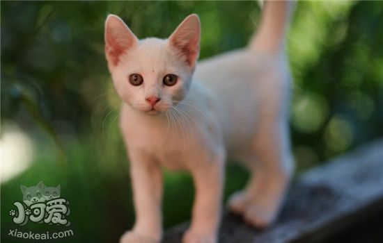 猫可食用的蔬菜这四种蔬菜猫吃了有益无害 小可爱宠物网