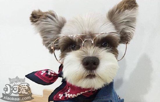 成年犬体检项目 自家狗狗体检有些什么项目