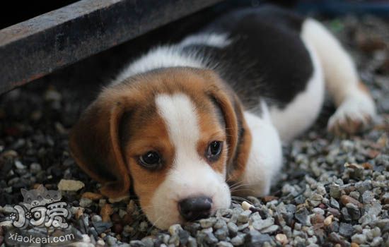 成年犬体检项目 自家狗狗体检有些什么项目
