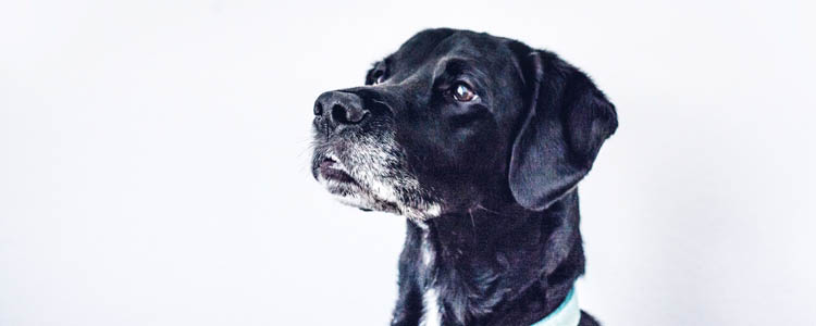 老年犬怎么选择狗粮 老年犬的狗狗要吃什么狗粮好