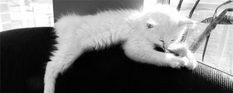 猫咪到处拉屎怎么办 如何改正猫咪到处拉屎的坏习