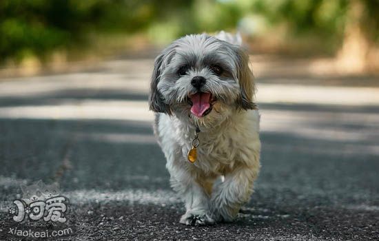 老年犬怎么选择狗粮 老年犬的狗狗要吃什么狗粮好