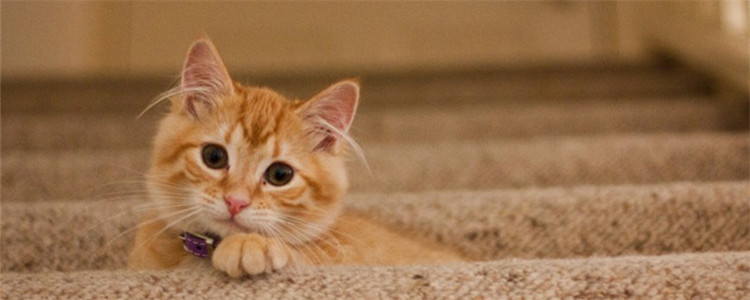 猫咪软便是什么样的 猫咪为什么会出现软便