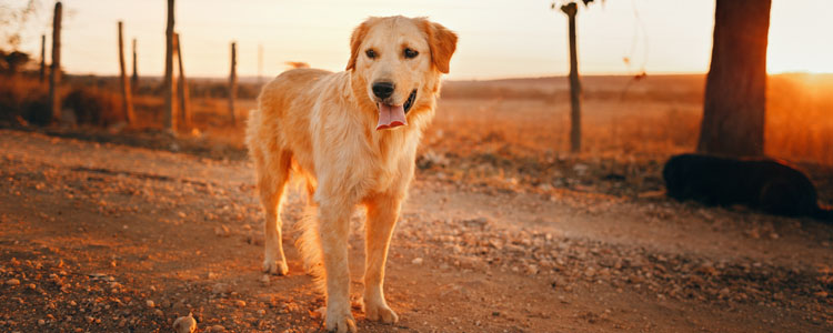 狗狗吃饭太快 狼吞虎咽有哪些危害