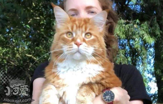 和猫相处的注意事项 千万别做这些事情
