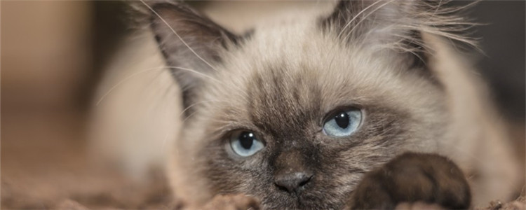 猫咪体外驱虫有什么用 给猫体外驱虫有哪些方法