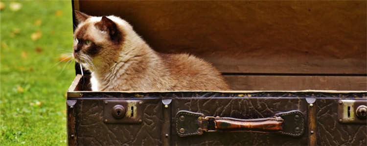 猫猫抓伤需要打疫苗吗 被什么猫抓伤不用打狂犬疫苗