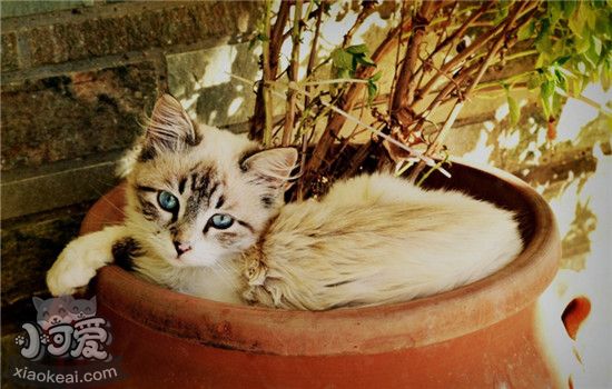 猫猫抓伤需要打疫苗吗 被什么猫抓伤不用打狂犬疫苗