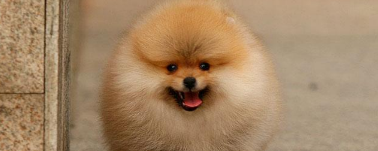 狗狗哪些病会传染给人 这些疾病要注意