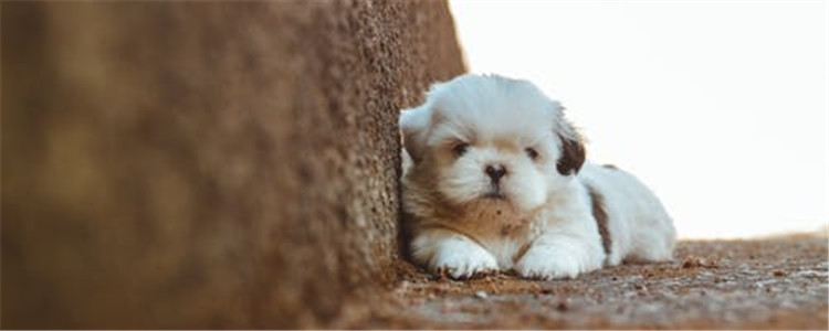 狗狗糖尿病的症状是什么 狗狗患糖尿病四大症状