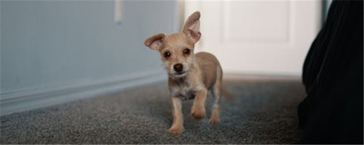 狗狗糖尿病三大症状 你家的狗狗出现过吗