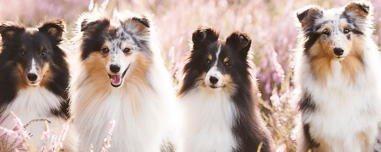 犬瘟热的症状 犬瘟热的防治