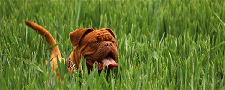 狗狗口臭的原因有哪些 狗狗口臭的四大原因你知道几个