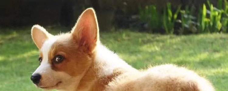 柯基怎么训练大小便最有效果 柯基训练教程