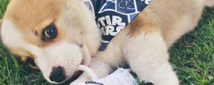 柯基感冒症状 柯基感冒了不要怕教你轻松应对感冒