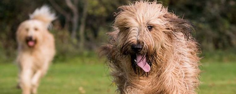 关于狗的三个冷知识 你不要太惊讶