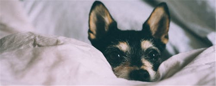 狗狗口臭的原因分析 狗狗口臭要怎么改善