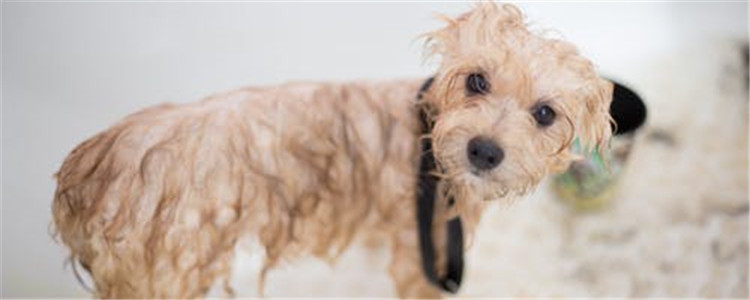 为什么狗夏天会得皮肤病 狗狗得皮肤有哪些因素