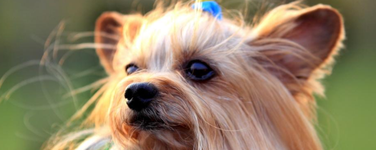 约克夏洗澡用什么 沐浴露不能乱用哦