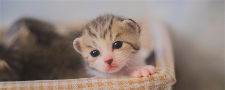 猫咪掉牙是怎么回事 猫咪为什么会掉牙你知道吗