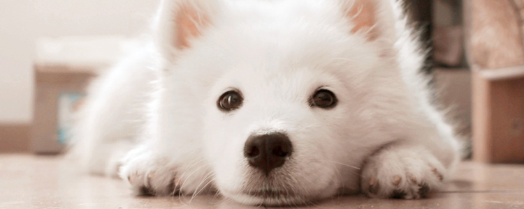 银狐犬什么时候开始爆毛