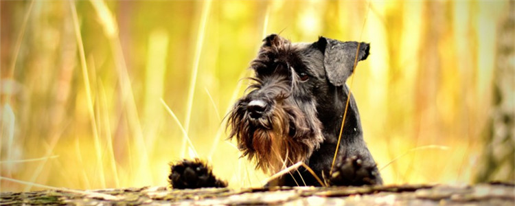 狗狗体味重是怎么回事 狗狗的体味要如何去除