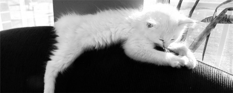 给猫剪指甲有什么用 如何给猫修剪指甲