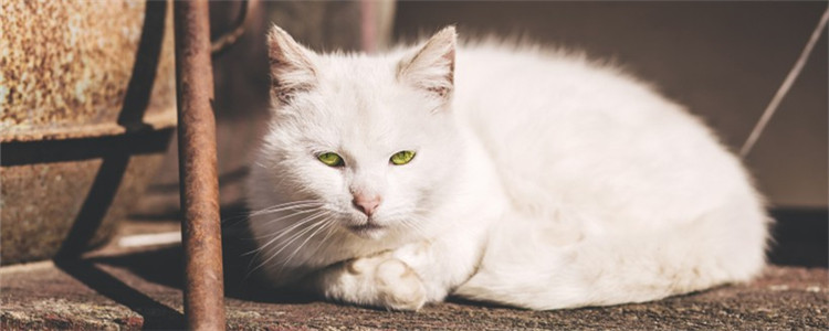 猫发情的特征是什么 给猫绝育有什么好处