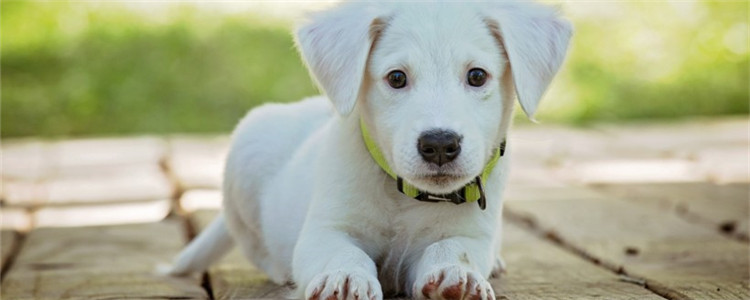 夏天狗狗容易得什么病 狗狗容易得这四种病你清楚吗